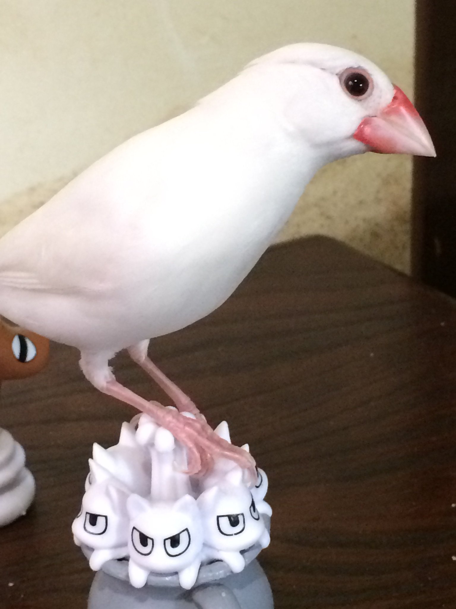 文鳥 In 猫の上に乗る文鳥 文鳥