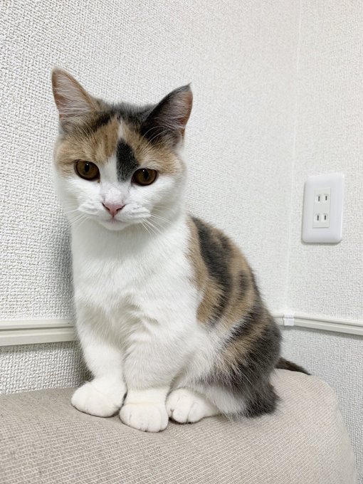 カメラを向けると威張るとんとろ💦えっへん!!#ねこ #猫 #猫動画 #マンチカン #とんとろ #三毛猫 #猫のいる生活 カメラを向けると威張るとんとろ💦えっへん!!#ねこ #猫 #猫動画 #マンチカン #とんとろ #三毛猫 #猫のいる生活