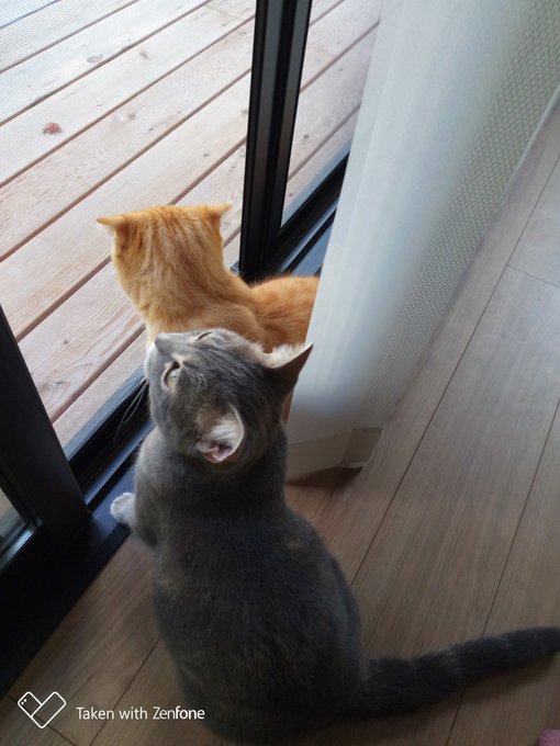 #おはようございます おはにゃん😺☁朝まで降っていた雨は止み、今は曇り空。時折、湿気を帯びた生ぬるい風が強く吹いている東 #おはようございます おはにゃん😺☁朝まで降っていた雨は止み、今は曇り空。時折、湿気を帯びた生ぬるい風が強く吹いている東