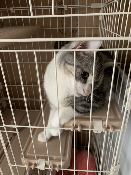 へんねこ へんねこ