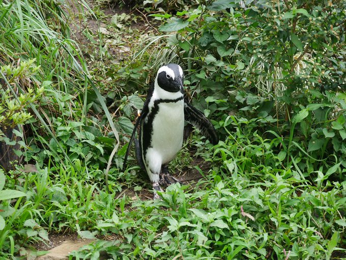 お腹真っ白ごはんちゃん♪この美白ともちはだが羨ましい😍#智光山公園こども動物園 #ケープペンギン お腹真っ白ごはんちゃん♪この美白ともちはだが羨ましい😍#智光山公園こども動物園 #ケープペンギン