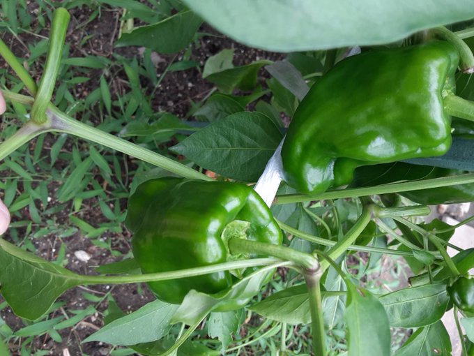 琴浦さんちの野菜畑🍅最近野菜畑ではプチトマトが沢山取れるのでアクアパッツァ作りに挑戦!アサリを入れたかったんですがスーパ 琴浦さんちの野菜畑🍅最近野菜畑ではプチトマトが沢山取れるのでアクアパッツァ作りに挑戦!アサリを入れたかったんですがスーパ