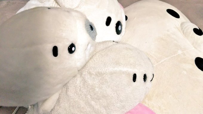 連休なにするキュ?みんなでテレビ見るキュー!くまさんも見るキュー!#ゴマちゃん 連休なにするキュ?みんなでテレビ見るキュー!くまさんも見るキュー!#ゴマちゃん
