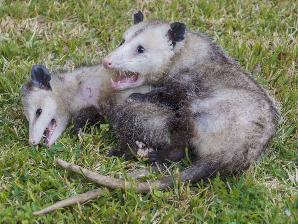 Opossums Какая Диета