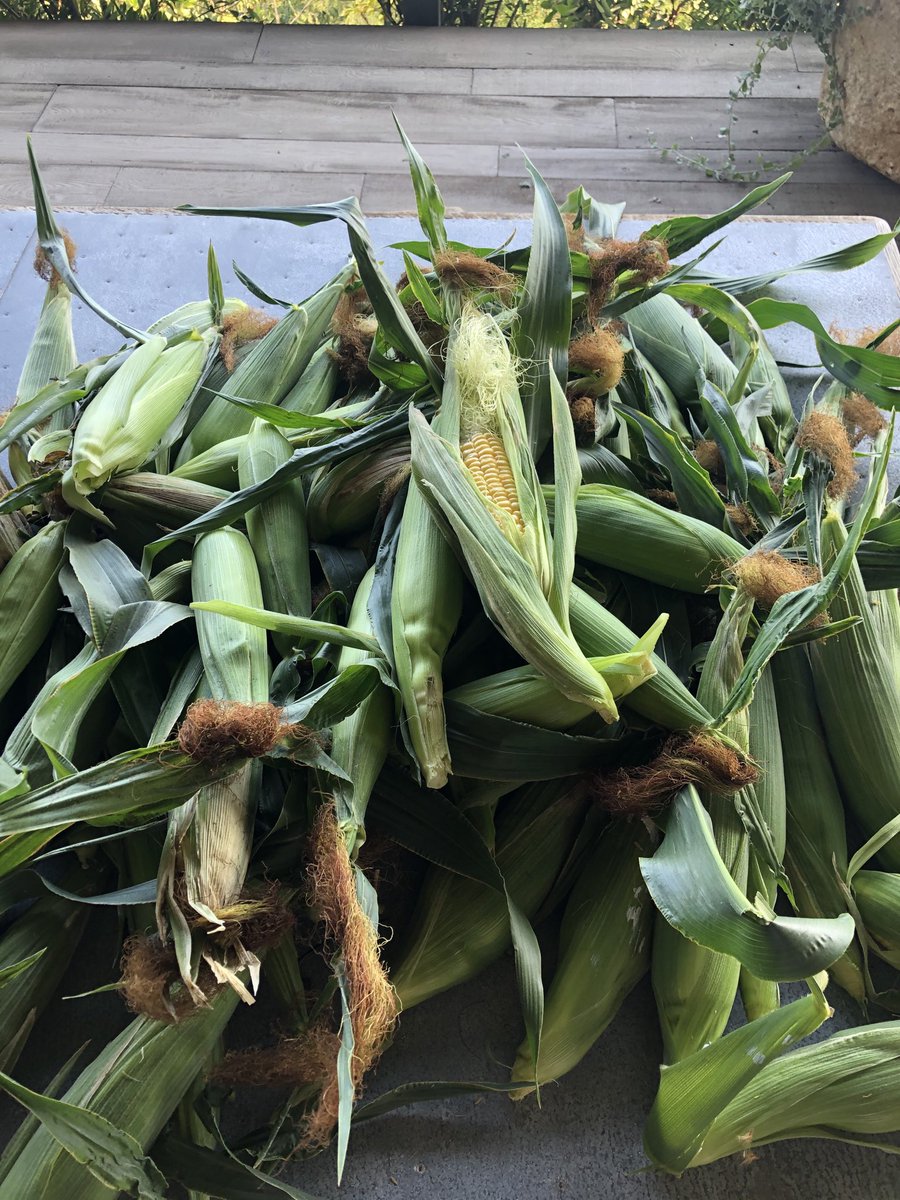 LA corn harvest!!! You can take the boy out of Iowa... 