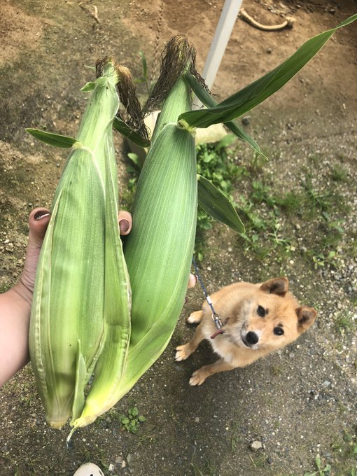 トウモロコシ初収穫*゚.ヾ(*´∀`)ノ☆*銀の匙で採れたてすぐ茹でるのがいちばんて読んだから早速茹でるー✨ トウモロコシ初収穫*゚.ヾ(*´∀`)ノ☆*銀の匙で採れたてすぐ茹でるのがいちばんて読んだから早速茹でるー✨