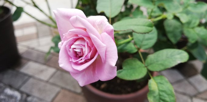 ギャングスタではないが鉢植えのグレッチャーが二番花を咲かせた。春よりカップが深めに感じる。 ギャングスタではないが鉢植えのグレッチャーが二番花を咲かせた。春よりカップが深めに感じる。