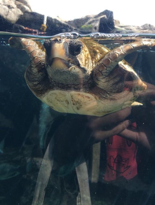かわいいウミガメの後ろに不気味な影が#大洗水族館#アカウミガメ#あいまいみー かわいいウミガメの後ろに不気味な影が#大洗水族館#アカウミガメ#あいまいみー