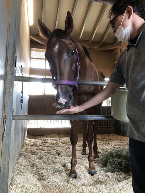 【小倉競馬開幕】JRAで唯一の11歳馬、現役最年長のメイショウオトコギ(飯田祐厩舎)が小倉4R障害OPに出走。勝てば12 【小倉競馬開幕】JRAで唯一の11歳馬、現役最年長のメイショウオトコギ(飯田祐厩舎)が小倉4R障害OPに出走。勝てば12