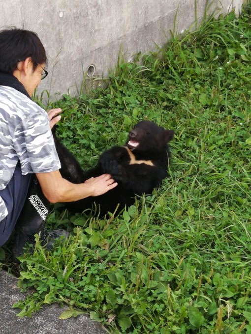 クマの赤ちゃんもめっちゃ可愛い。4年前のくまみこ展のイベントの写真もまだ残ってて日岡なつみが懐かしい。北海道の登別の熊牧 クマの赤ちゃんもめっちゃ可愛い。4年前のくまみこ展のイベントの写真もまだ残ってて日岡なつみが懐かしい。北海道の登別の熊牧