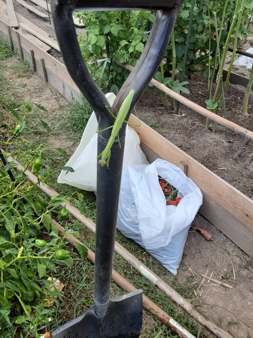 琴浦さんちの野菜畑🍅今週は新たにきゅうりを植えました!水やり頑張ります!そしていつも仲良くしてくださっている方からスイカ 琴浦さんちの野菜畑🍅今週は新たにきゅうりを植えました!水やり頑張ります!そしていつも仲良くしてくださっている方からスイカ