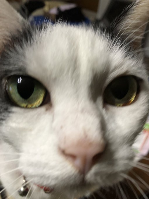 断然、白キャップが多い!!!!労ってくださるお猫さまのニャル子#ボトルキャップ 断然、白キャップが多い!!!!労ってくださるお猫さまのニャル子#ボトルキャップ