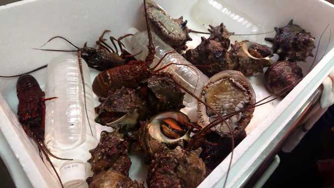 こんな時間に新鮮な魚介類を食べる🦐伊勢海老とアワビを腹一杯食べました🙇#君の膵臓をたべたい #飯テロ こんな時間に新鮮な魚介類を食べる🦐伊勢海老とアワビを腹一杯食べました🙇#君の膵臓をたべたい #飯テロ