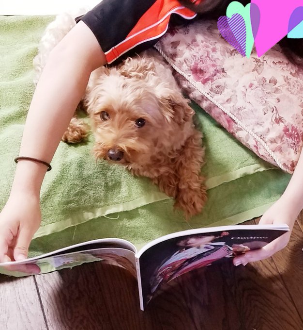 愛犬そらくん🐶お姉ちゃんと振袖選び😆成人式は再来年だけどね🙆真剣にカタログチェックしてる~😂#愛犬 #マルプー #成人式 愛犬そらくん🐶お姉ちゃんと振袖選び😆成人式は再来年だけどね🙆真剣にカタログチェックしてる~😂#愛犬 #マルプー #成人式