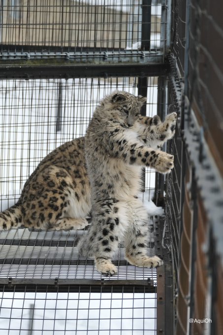 ここは私が食い止めるから!ごっこ#旭山動物園 #ユキヒョウ #ユーリ ここは私が食い止めるから!ごっこ#旭山動物園 #ユキヒョウ #ユーリ