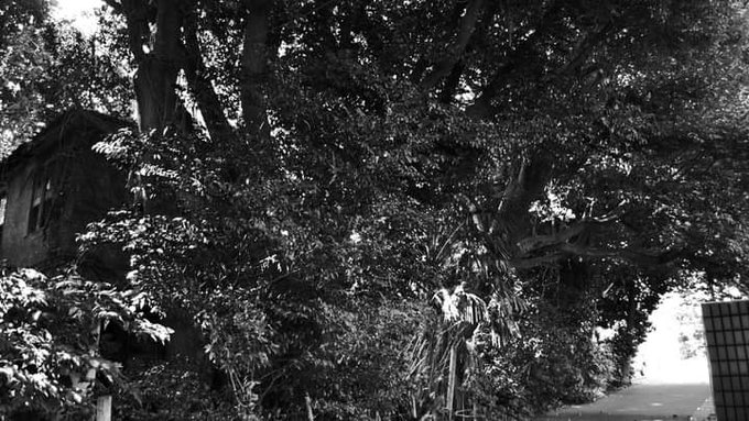 木々と影#写真 #モノクローム #Tokyo #photograph 木々と影#写真 #モノクローム #Tokyo #photograph