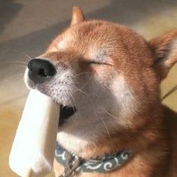 「ToLOVEるナナはくさそう」「モモは不人気」「1周まわってララ」 「ToLOVEるナナはくさそう」「モモは不人気」「1周まわってララ」