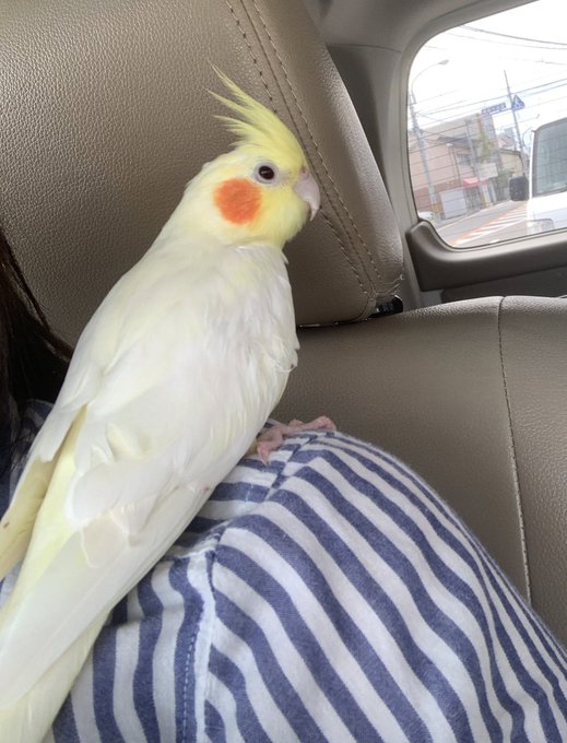 コロナもあるし爪切りだけと地元の病院にいったら爪切り中すごい鳴き声が…😭時間もかかって、羽はボサボサで大量に抜けてるし、 コロナもあるし爪切りだけと地元の病院にいったら爪切り中すごい鳴き声が…😭時間もかかって、羽はボサボサで大量に抜けてるし、