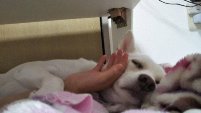 ケンタちゃん🐶かわいい😍ですねぇ~😊💕かごに乗ってたら風も気持ち良いですよね~🎵おりこうさんですね✨ルル子はクレートに ケンタちゃん🐶かわいい😍ですねぇ~😊💕かごに乗ってたら風も気持ち良いですよね~🎵おりこうさんですね✨ルル子はクレートに