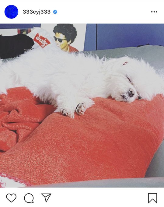 🌴ヨンジェ、お誕生日おめでとう。 誕生日だからか子犬に変わったね🐥え?www 可愛いなジェボマwww#GOT7 #JB 🌴ヨンジェ、お誕生日おめでとう。 誕生日だからか子犬に変わったね🐥え?www 可愛いなジェボマwww#GOT7 #JB