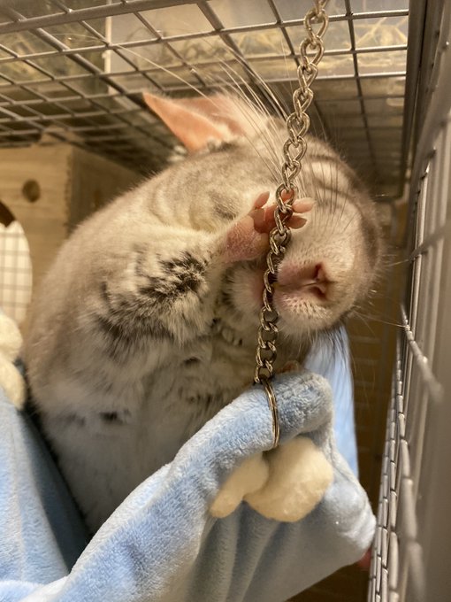 カジカジカジ🐭これをやると飼い主に怒られるけどやめられないの🐭.歯痛くなるのでやめてほしい🥺.#チンチラ#おしりかじり虫 カジカジカジ🐭これをやると飼い主に怒られるけどやめられないの🐭.歯痛くなるのでやめてほしい🥺.#チンチラ#おしりかじり虫