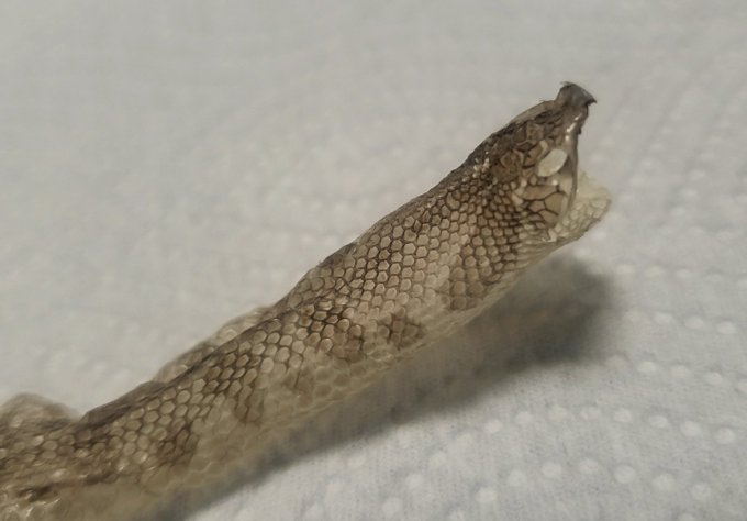 ヨルムンガンドが初めての脱皮をしました🐍見事な1本脱ぎを見せてくれました✨皆に見せびらかさせてください (笑)#爬虫類# ヨルムンガンドが初めての脱皮をしました🐍見事な1本脱ぎを見せてくれました✨皆に見せびらかさせてください (笑)#爬虫類#