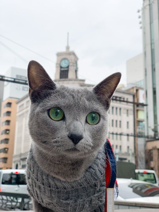 今年の初め、銀座に聖地巡礼しに行ったね。ミントはわたしの肩にナウシカのテトのように乗ってて、平日だからか人は少なくて、時 今年の初め、銀座に聖地巡礼しに行ったね。ミントはわたしの肩にナウシカのテトのように乗ってて、平日だからか人は少なくて、時