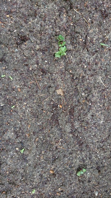 琴浦さんちの野菜畑🍅畑の近況はと言うと、アスパラを掃除して大根を植えました!! 大根は隣さんからの頂き物です!!立派な大 琴浦さんちの野菜畑🍅畑の近況はと言うと、アスパラを掃除して大根を植えました!! 大根は隣さんからの頂き物です!!立派な大