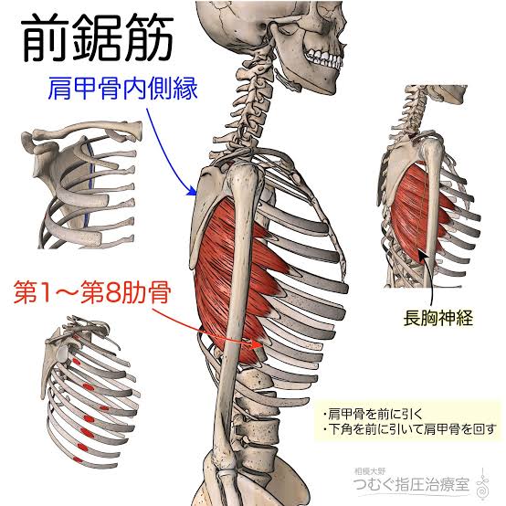 おそらくオールアウト40を受けた皆さんが背中に感じる筋肉痛は前鋸筋です。広背筋や大円筋をモキュモキュと揉んだ後、脇の下( おそらくオールアウト40を受けた皆さんが背中に感じる筋肉痛は前鋸筋です。広背筋や大円筋をモキュモキュと揉んだ後、脇の下(