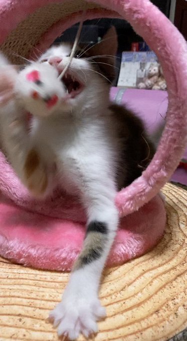 我が家のスティッチ🐾#三毛猫 #子猫 #ハンター#スティッチ #やんちゃ#猫好きさんと繋がりたい 我が家のスティッチ🐾#三毛猫 #子猫 #ハンター#スティッチ #やんちゃ#猫好きさんと繋がりたい