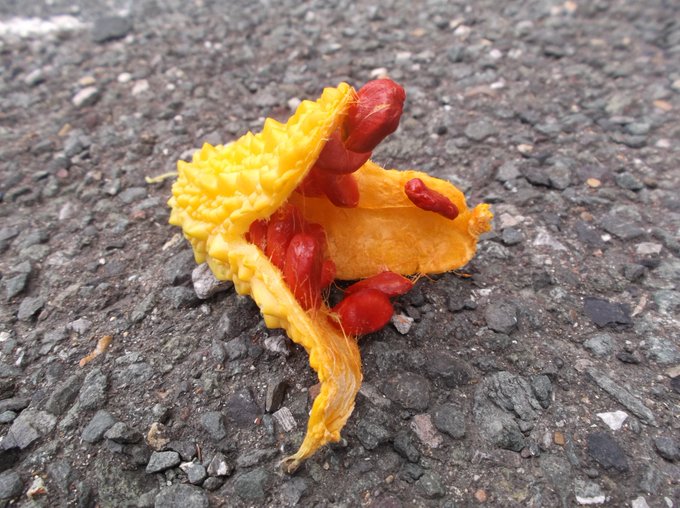 ゴーヤが熟れると寄生獣のようになります ゴーヤが熟れると寄生獣のようになります