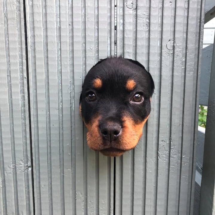 Dog Posts From The Week Of October 4, 2020 Dog Posts From The Week Of October 4, 2020