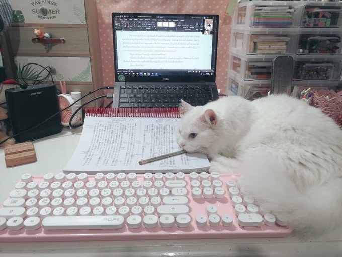 มันไม่ใช่สิ แบบนี้ไม่ได้สิ😶仕事中なんだけど、これはありえないでしょ😑Snow, I'm w มันไม่ใช่สิ แบบนี้ไม่ได้สิ😶仕事中なんだけど、これはありえないでしょ😑Snow, I'm w