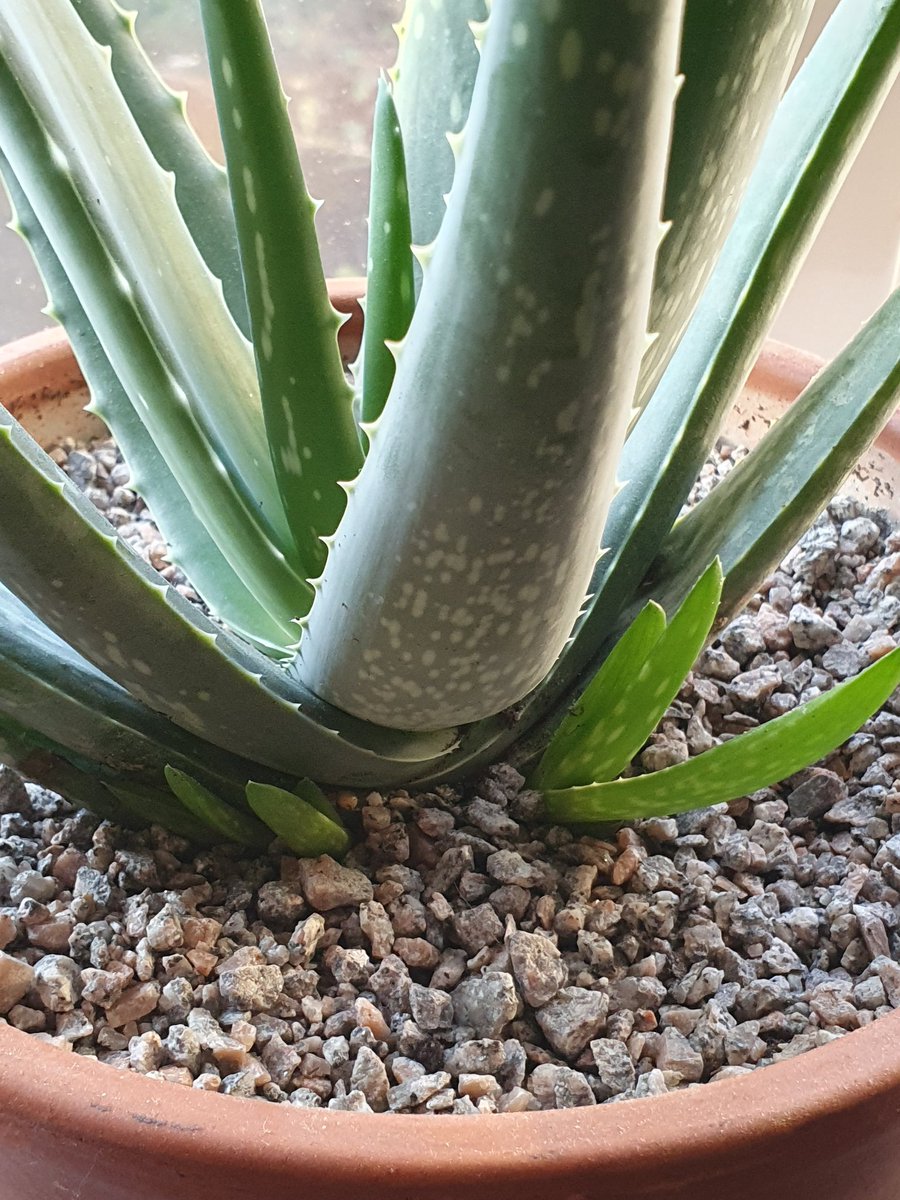 bulb boy plant stopped working bulb boy plant stopped working