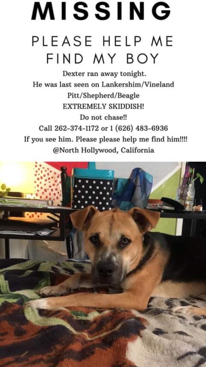 My friend has a missing dog in North Hollywood. If you see him, please call. Thanks so much! 
