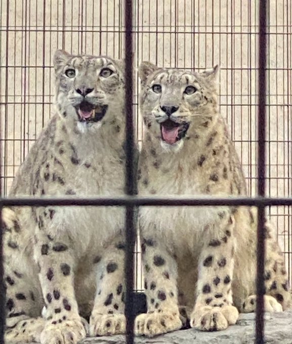 美しい母娘💓ジーマ(10歳)ユーリ( 1歳)#旭山動物園 #ユキヒョウ#ジーマ #ユーリ 美しい母娘💓ジーマ(10歳)ユーリ( 1歳)#旭山動物園 #ユキヒョウ#ジーマ #ユーリ