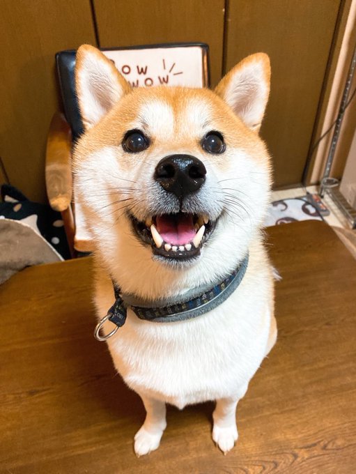 昨日、面談があって、うどんの国へ転勤の話😇わたし、毎日 家を6時に出て、9時前に帰ってくるなんて家庭(🐕🐕)と両立でき 昨日、面談があって、うどんの国へ転勤の話😇わたし、毎日 家を6時に出て、9時前に帰ってくるなんて家庭(🐕🐕)と両立でき