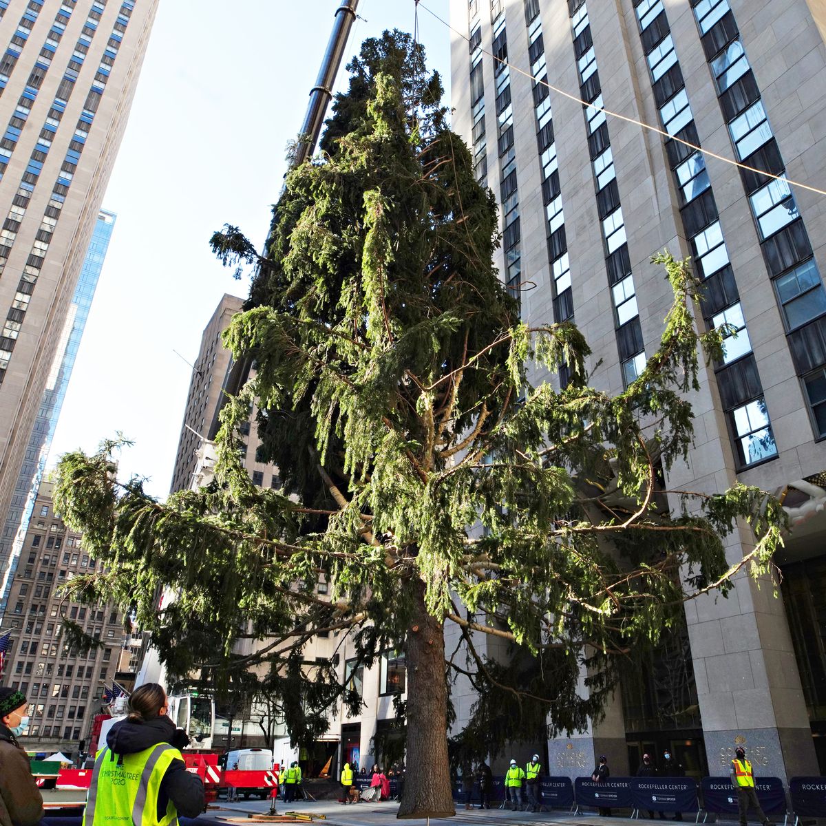 Serious question: Can a tree go to rehab? 