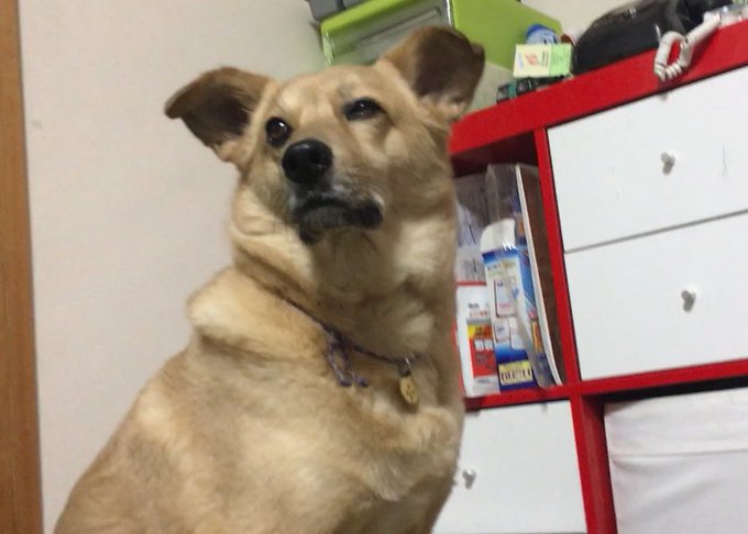 ノリノリでおしりたんていの歌をソラで歌う中1の弟を見守り落胆する兄 ノリノリでおしりたんていの歌をソラで歌う中1の弟を見守り落胆する兄