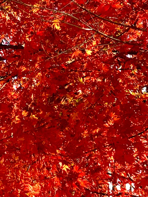 其の五百五十四 晩秋の風夏の陽に焼かれぬ青葉やまもみじされど秋風紅く染めゆくなつのひにやかれぬあおばやまもみじされどあき 其の五百五十四 晩秋の風夏の陽に焼かれぬ青葉やまもみじされど秋風紅く染めゆくなつのひにやかれぬあおばやまもみじされどあき