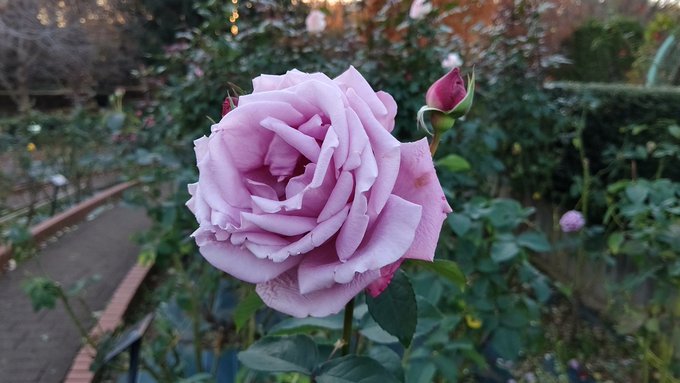 おはようございますとうとう冬に王手がかかりました 寒い朝です💧紫の秋薔薇、りっぱな姿で咲いてましたガラスの仮面を思 おはようございますとうとう冬に王手がかかりました 寒い朝です💧紫の秋薔薇、りっぱな姿で咲いてましたガラスの仮面を思