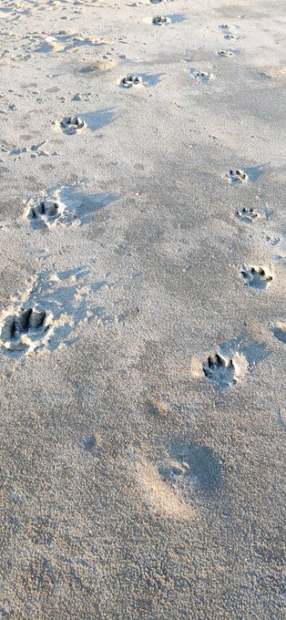 獣足跡、しかも親子。波打際のむろみさんじゃ無くって波打ち際を歩いてると言う事は打ち上げられた貝が目当てやな! 獣足跡、しかも親子。波打際のむろみさんじゃ無くって波打ち際を歩いてると言う事は打ち上げられた貝が目当てやな!