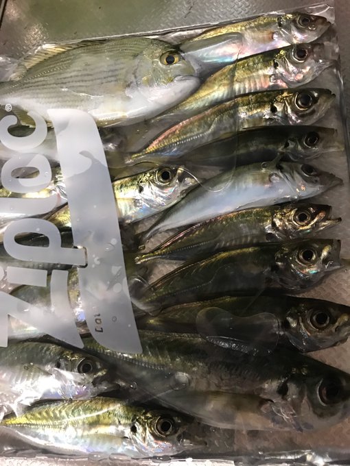 釣ったアジは、塩フリージングというナウい保存方法を使って、冷凍庫で2週間ほど熟成させてから頂きます🙏✨どうやらこの方法だ 釣ったアジは、塩フリージングというナウい保存方法を使って、冷凍庫で2週間ほど熟成させてから頂きます🙏✨どうやらこの方法だ