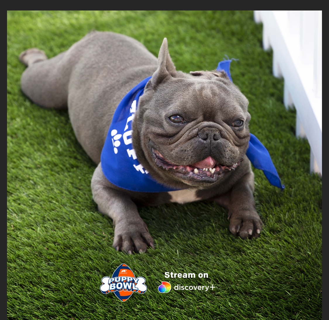 Juelz is kiccn it at my tailgate too.  Share a photo of how your pack is enjoyin tha game using #PuppyBowl 