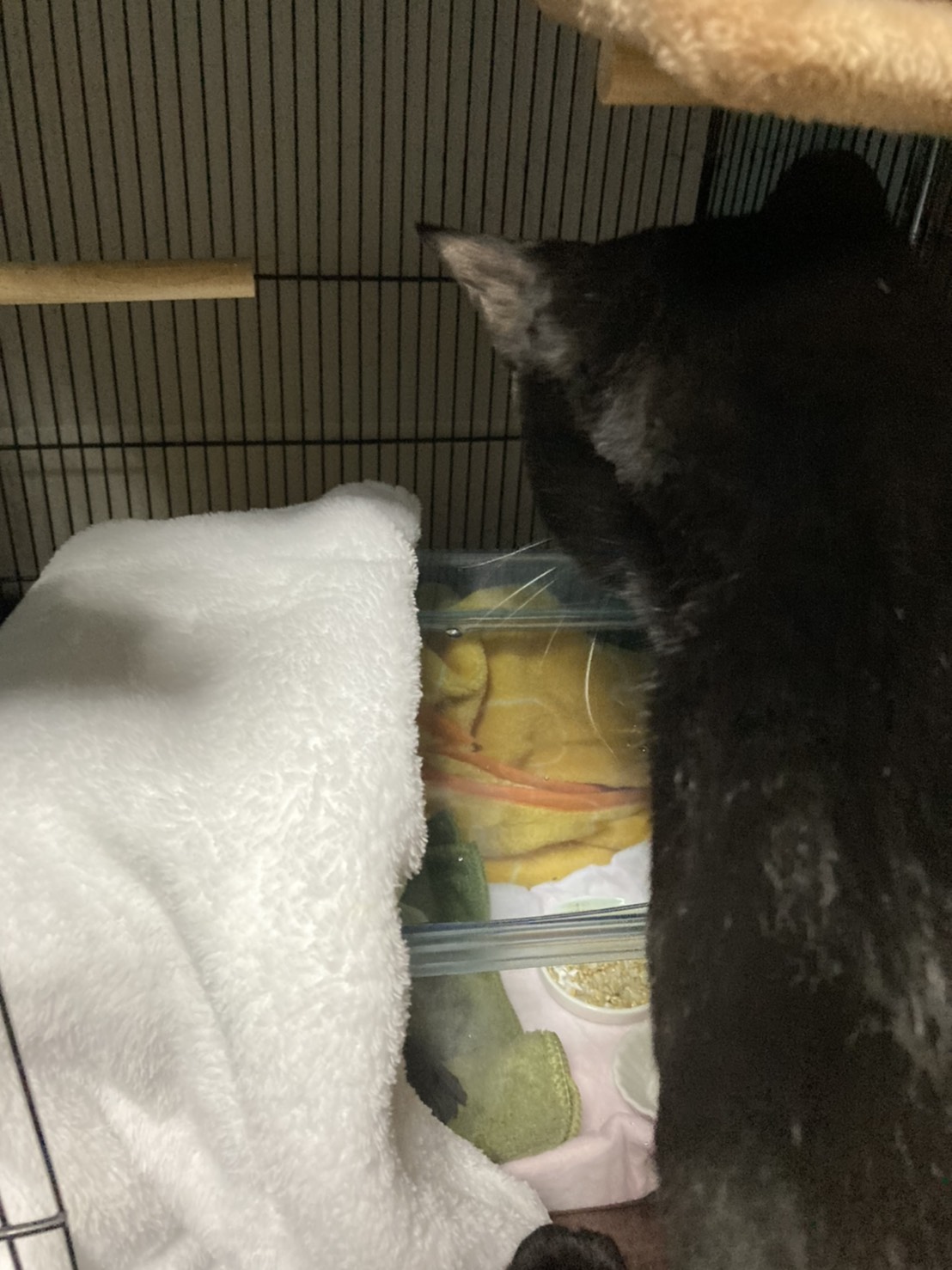 文鳥 In 猫の日なのでpart2 1枚目 骨折してしまい プラケースに入れられてる文鳥を不思議そうに観察する猫 2枚目 文鳥 のケージに設置してあるヒーターの上で暖をとっているのを見つかりびっくりする猫 猫の日