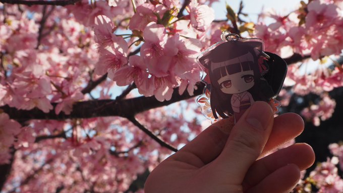 櫻ちゃんとお花見(逆光) #このはな綺譚 櫻ちゃんとお花見(逆光) #このはな綺譚