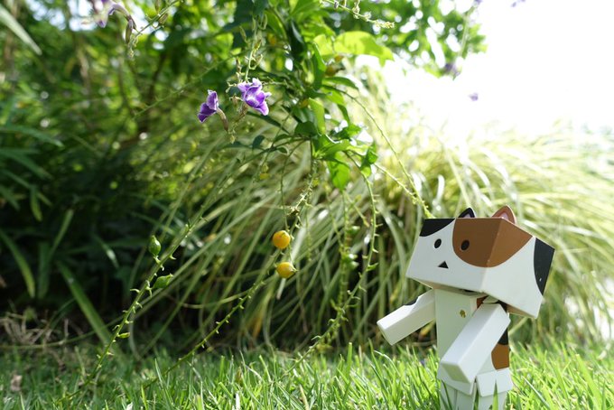 にゃんぼー、お花みつける#ダンボー#オモ写 #danbord にゃんぼー、お花みつける#ダンボー#オモ写 #danbord