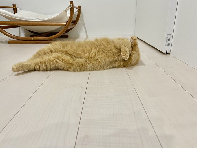 エビフライかとおもった エビフライかとおもった