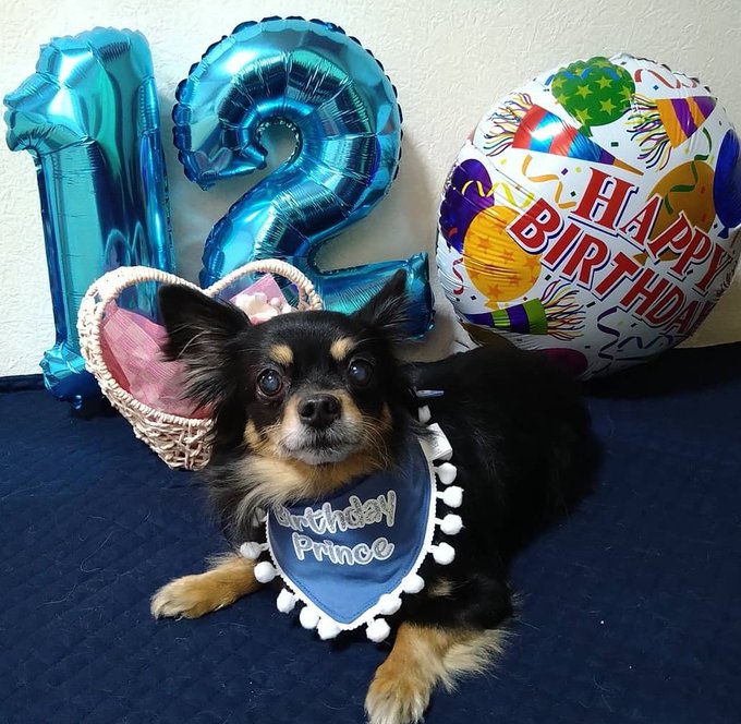 おはようございます🐶😃❗今日はじゅん、12歳の誕生日💖💖これからも元気でいてね🎉♥️♥️ #愛犬 おはようございます🐶😃❗今日はじゅん、12歳の誕生日💖💖これからも元気でいてね🎉♥️♥️ #愛犬