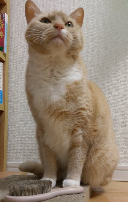 最近毛を固めてピンポン玉大くらい獲れます。春の訪れ 最近毛を固めてピンポン玉大くらい獲れます。春の訪れ